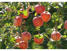 ������ ������� ��������� (����������)-350�.jpg