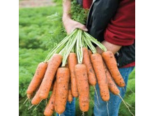 ������� ������ F1 ,(��) 15,00 ���. [���.8000213]