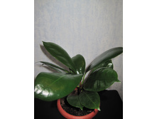 ������������������������ cyathistipula