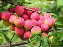 ����� ��������� ������-410�