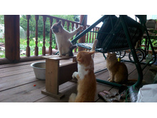 ������ � ���� �� ��������� ����������