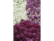 ������� ����� ���������� ,(��) 10,00 ���.  [���.3002544]