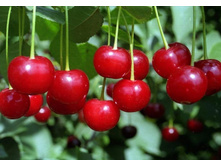 ����� ������ (�������)-230�