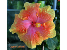 Cajun Cocktail