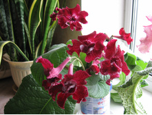 ������������� DS- ����