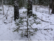 ���� �����������.