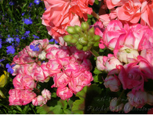 Fischers Appleblossom