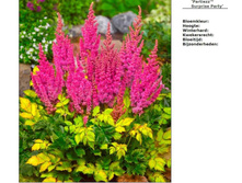 �������� �����*���. (17� ���)