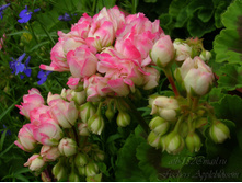 Fishers Appleblossom