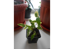 DSCN5398.JPG