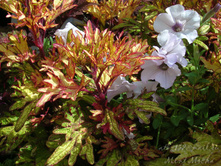 DSCN4701.JPG