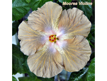 Moorea Violine
