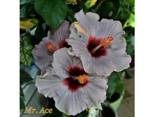 Mr. Ase