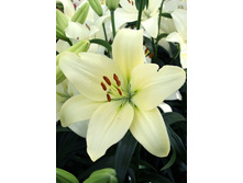 ������� 25,00.jpg