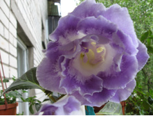 ��������� Merry Dancers (��������)