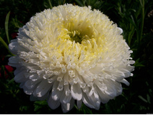 ����� ��������� ������ �����,(��) 7,00 ���.[���.3002066]