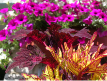DSCN4557.JPG
