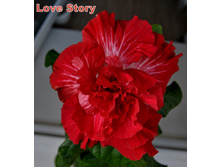 Love Story