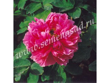 ���� ����������� �������������� �����.jpg