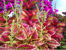 DSCN5101.JPG