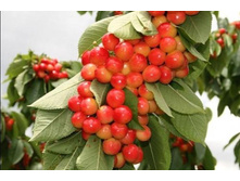 ������� ����-430�