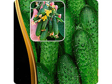 ������ ���� �� ������� F1 5�� ��� ��� �.� 45,00 ���. [���.��314      ]