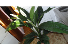 ����������� ��������