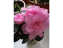 IMG 20151112 142737.jpg