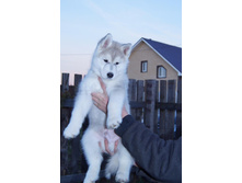 ZAK HARPER DRAGON WHITE/ ��� ������ ������ ����