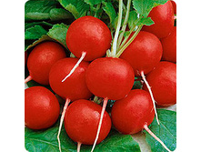 ����� ������ F1 1� ��� ��� �.� 17,00 ���.. [���.12000068]