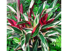 ��������� �������� -200- 350 ���.