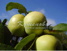 ������ "���������" ��� ������   240�