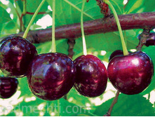 ����� �������������-410�.jpg