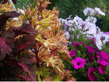DSCN4933.JPG