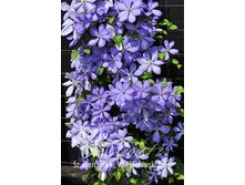 ������ ���������� No1?