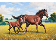 ������� ������ 70*48 ag487 - 1720 ���.