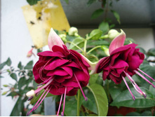 Izabella Ciezinska (���� - ����)