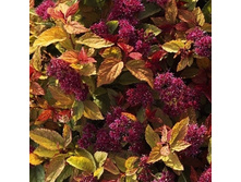 �������� (����)