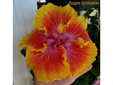 Susan Schlueter