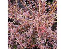 ��� ����*