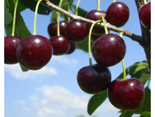 ����� �����������-410�