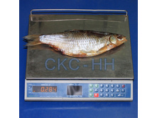 ����� �������