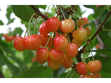 ������� �������� �������-430�