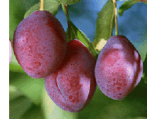 ����� ���������-420�