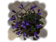 Vallarta Campanas Moradas