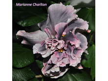 Marianne Charlton