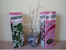 ������������� ��������� �������	15-20�� 130.00 ���.