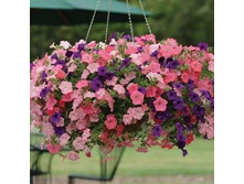 ������� �������.F1 ������� � ��������. ����� 41,50 ���.[���.3004439]