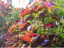 DSCN4198.JPG
