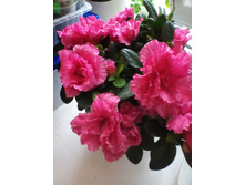 IMG 20151112 142527.jpg